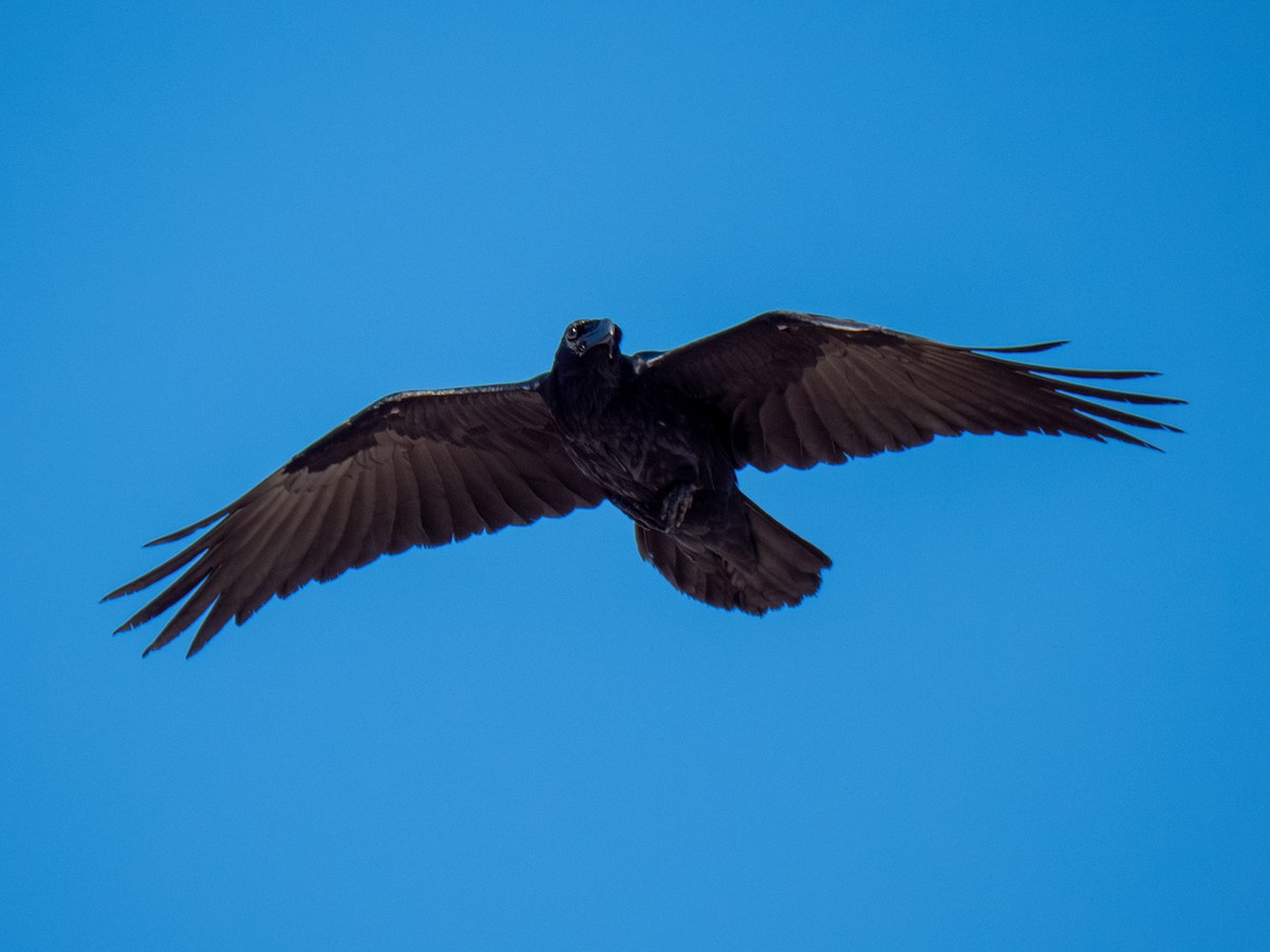 עורב שחור - ML646482473