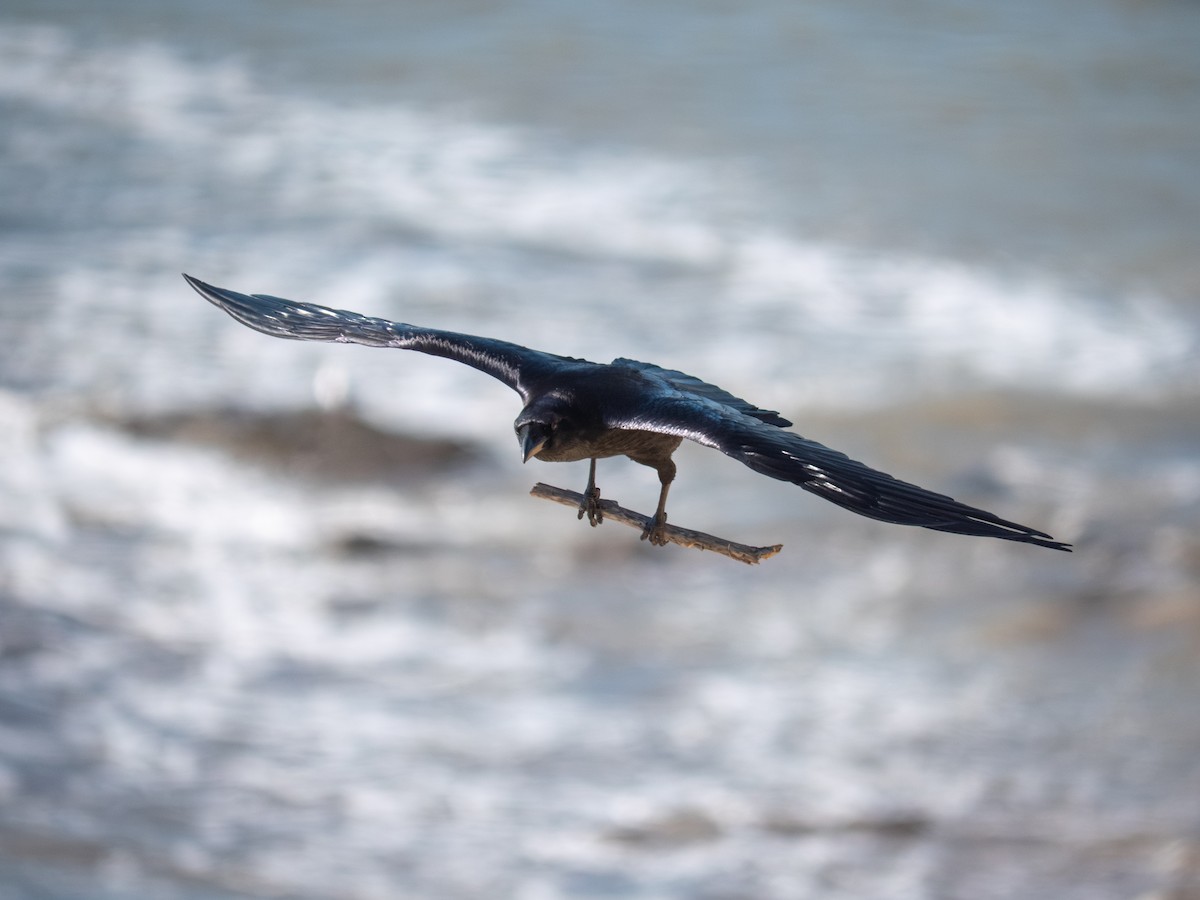 עורב שחור - ML646482474