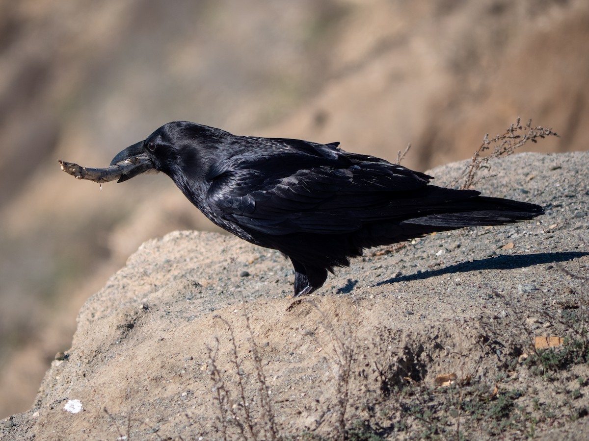 עורב שחור - ML646482475