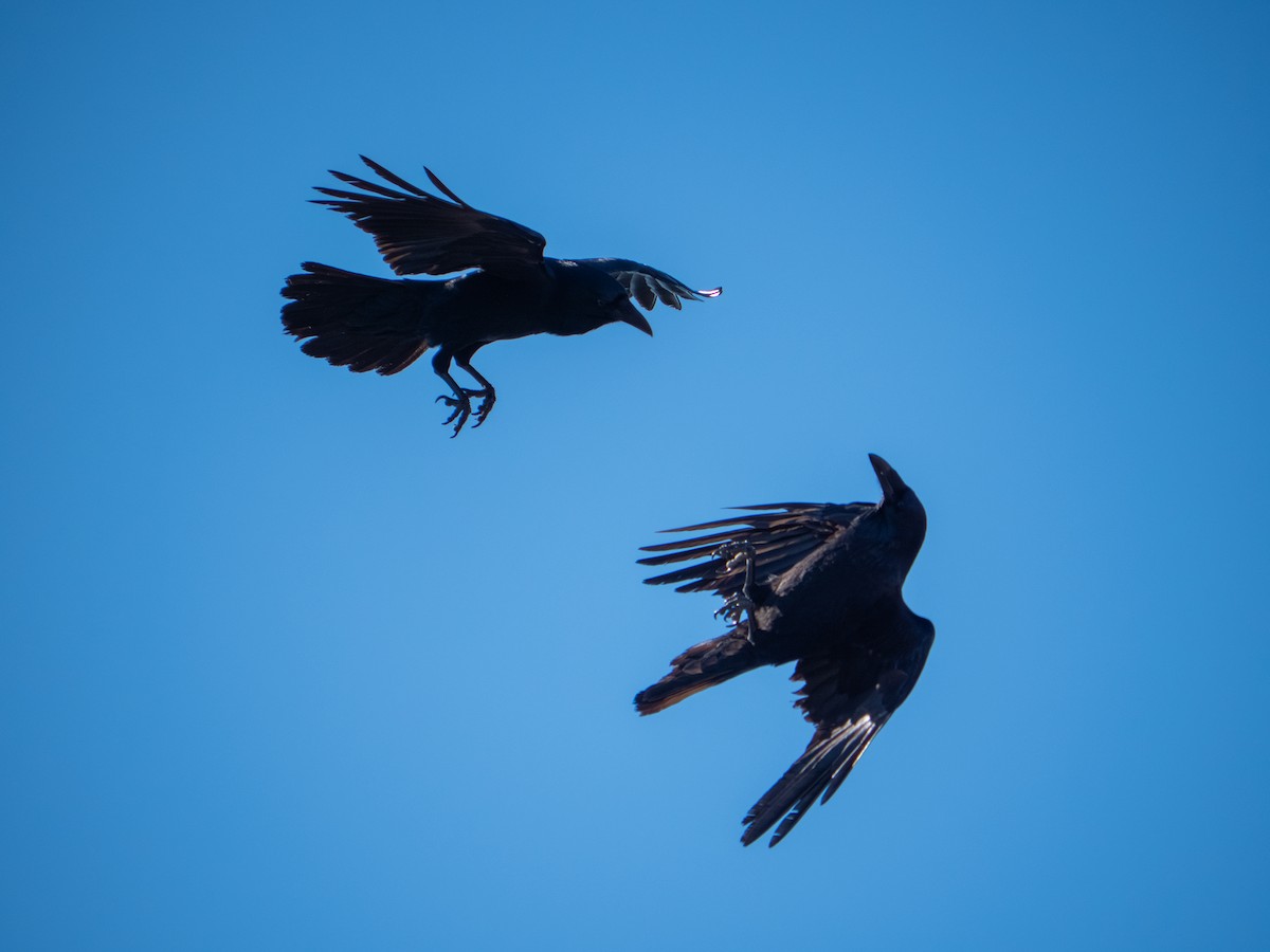 עורב שחור - ML646482476