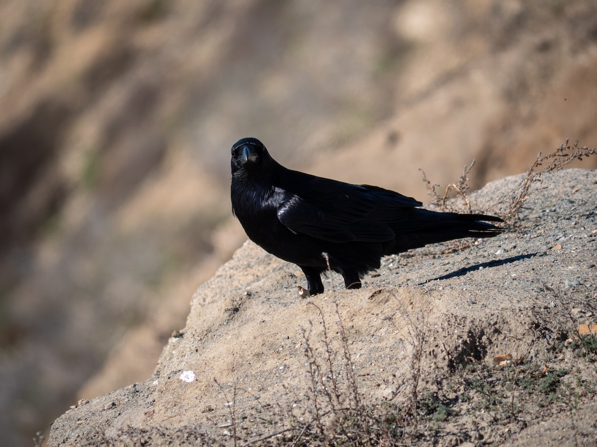 עורב שחור - ML646482478