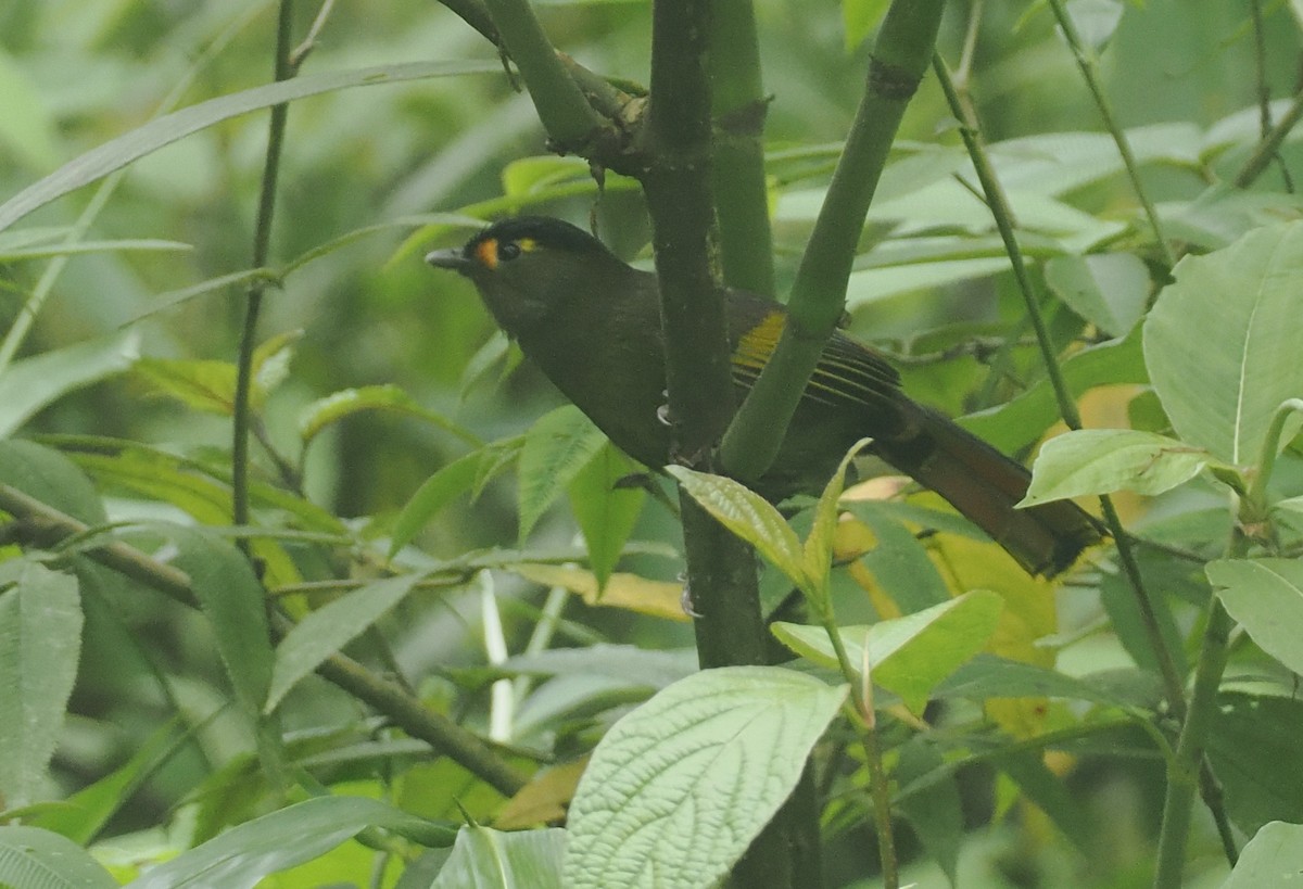 Bugunbunthäherling - ML646482482