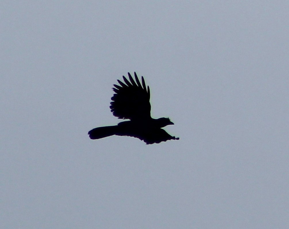 Geai azuré - ML646482483