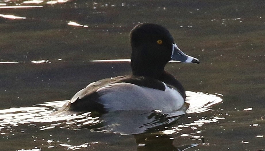 クビワキンクロ - ML646482484