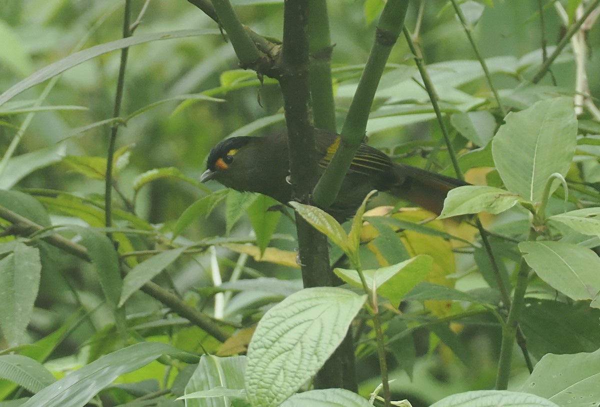 Bugunbunthäherling - ML646482485