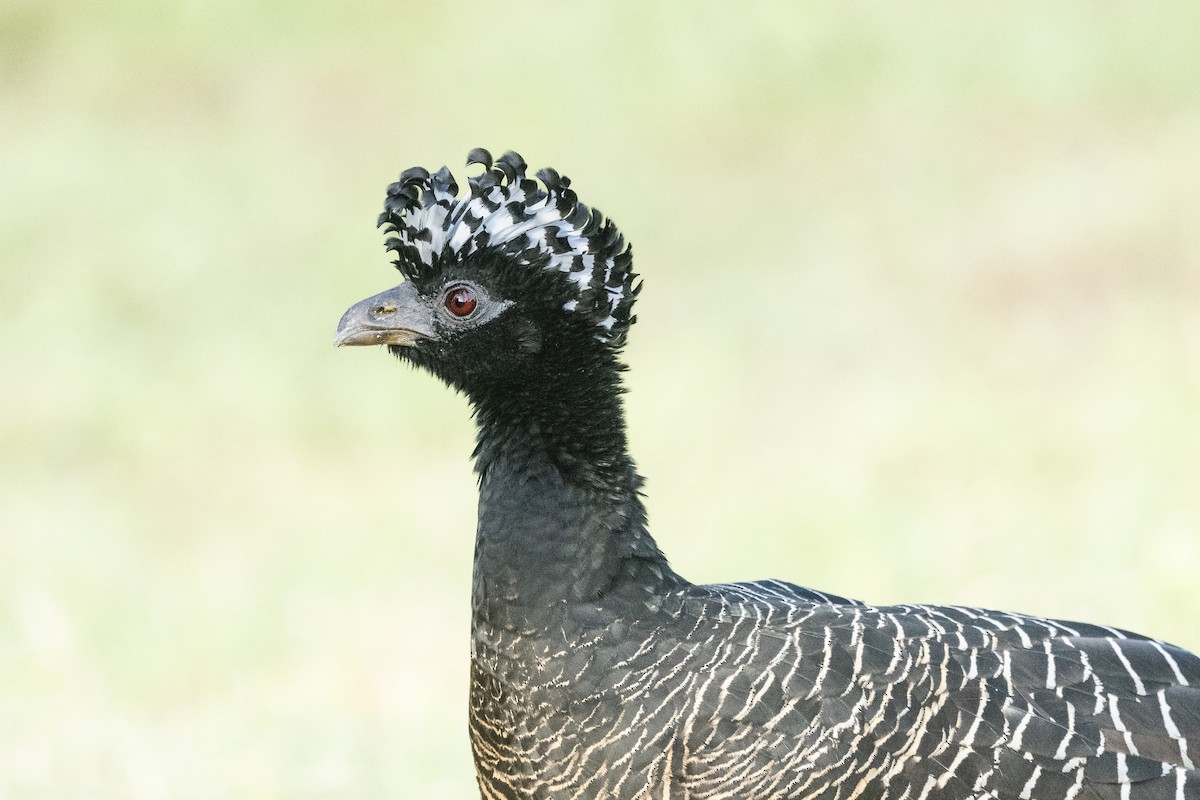 Bare-faced Curassow - ML646482490