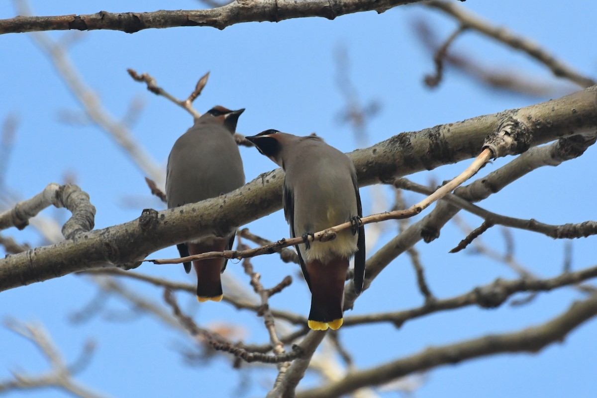 ציצנית - ML646482491