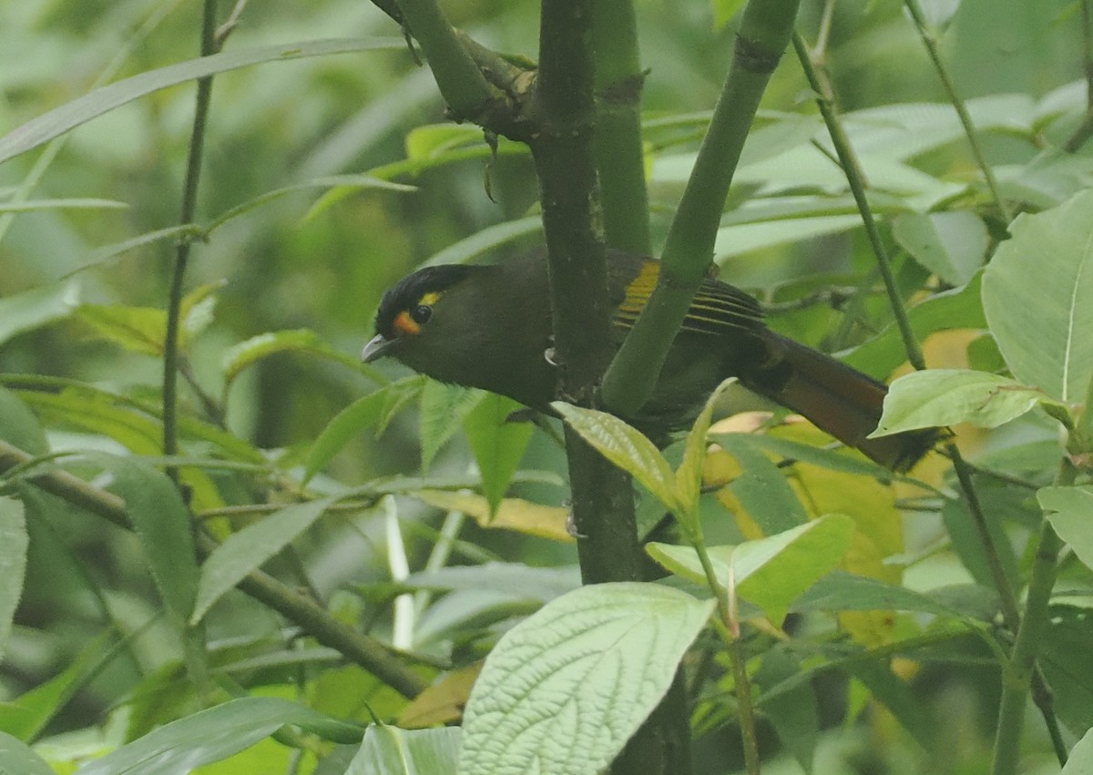 Bugunbunthäherling - ML646482493