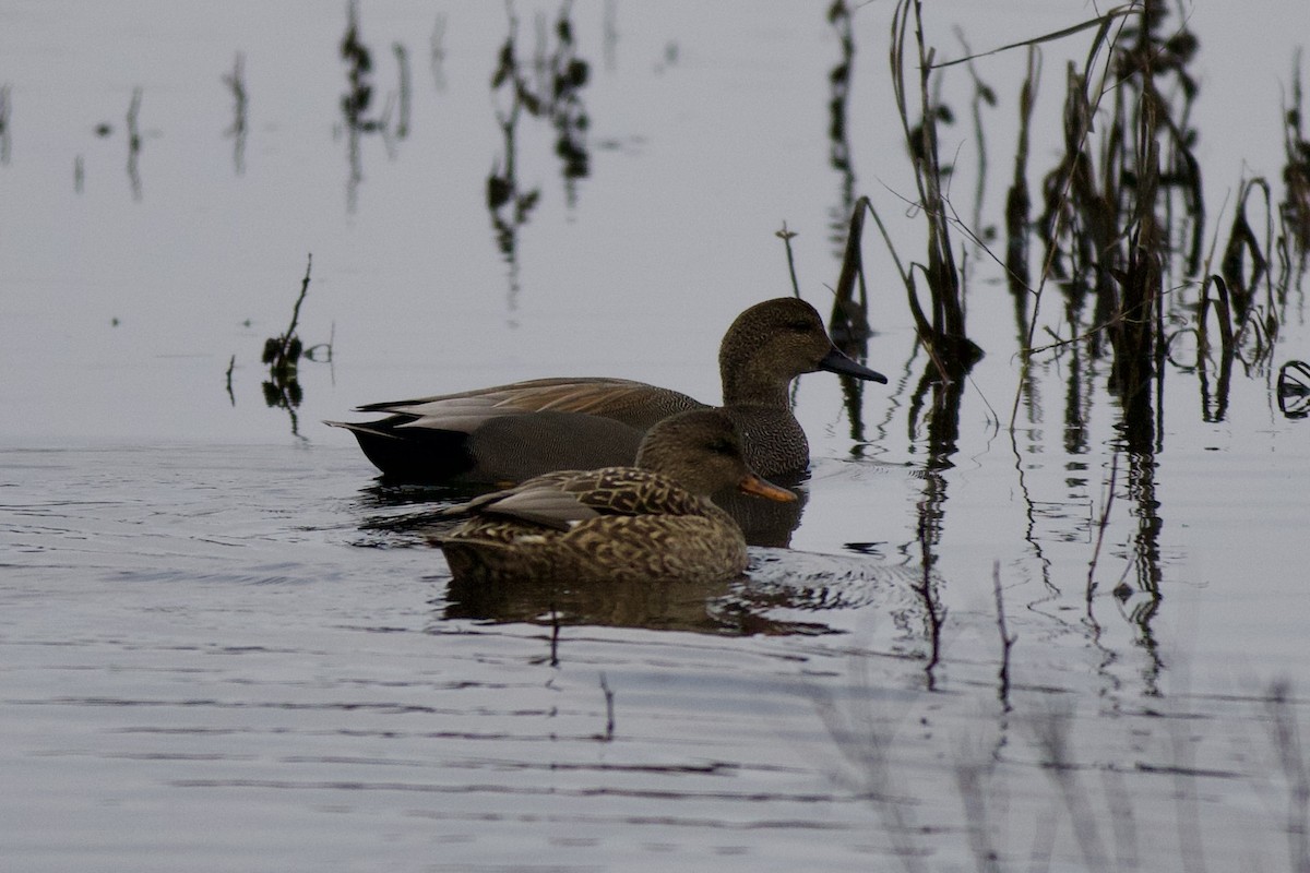 kopřivka obecná - ML646482494