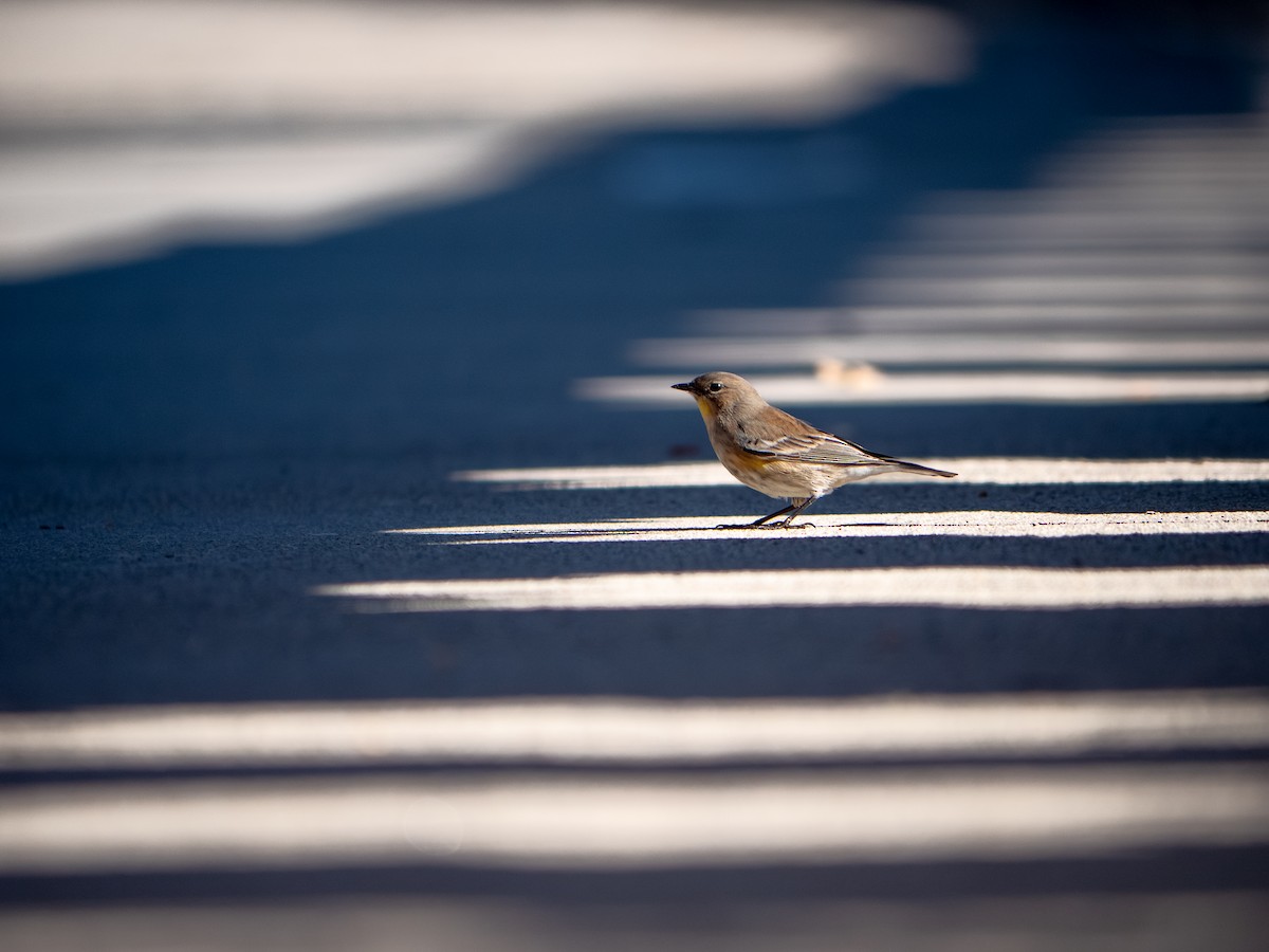 סבכון הכתר - ML646482500