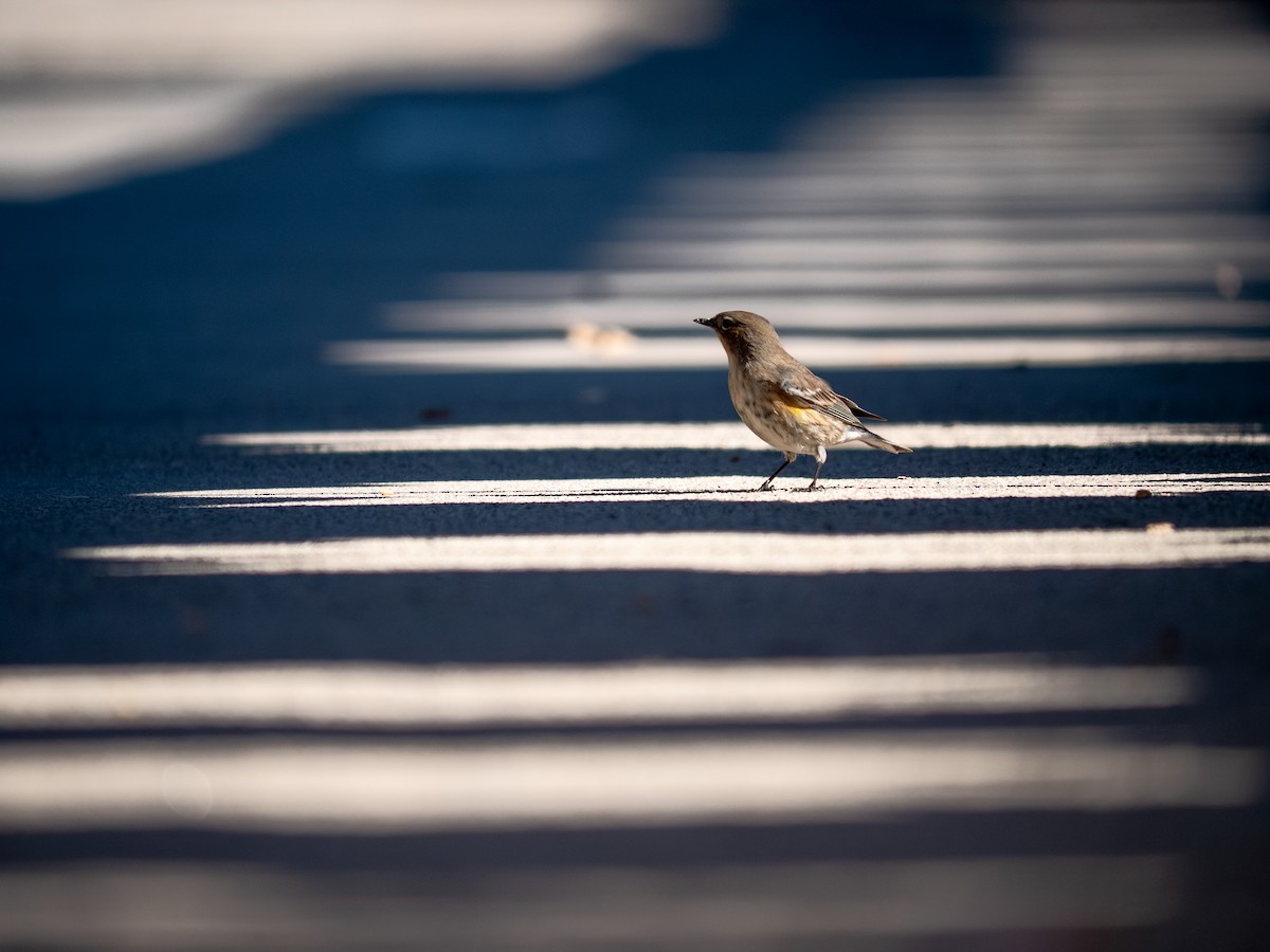 סבכון הכתר - ML646482501