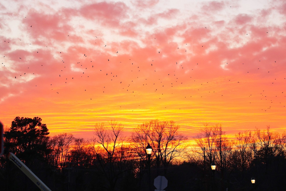 American Crow - ML646482502