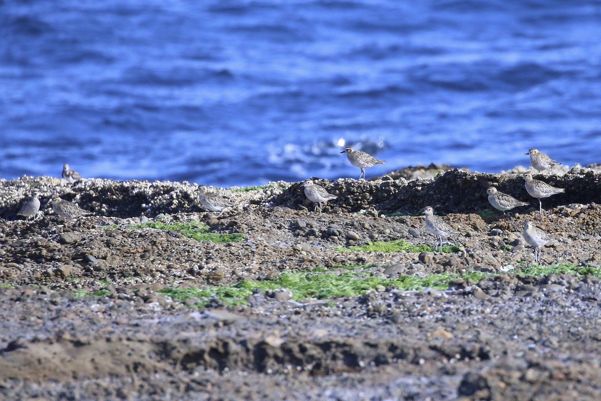 太平洋金斑鴴 - ML646482504