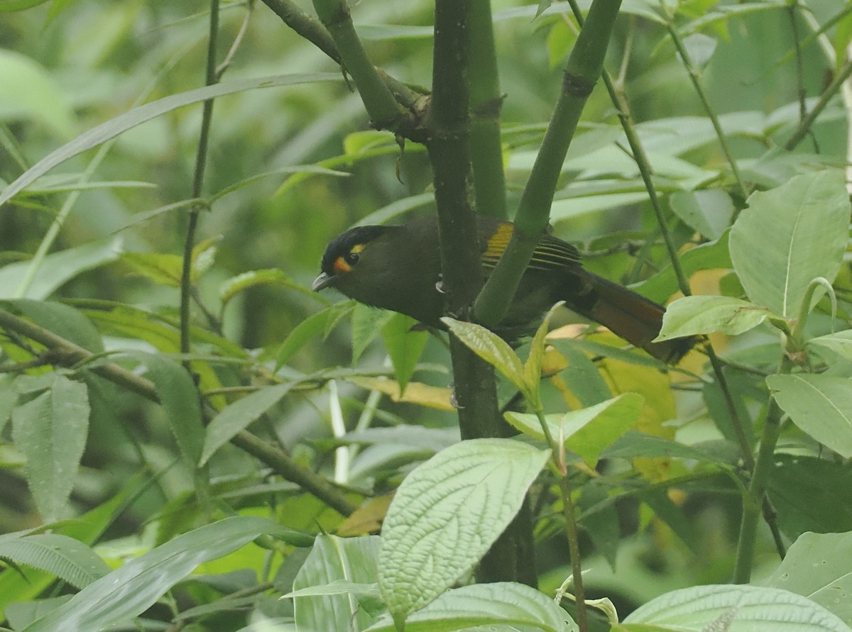 Bugun Liocichla - ML646482508