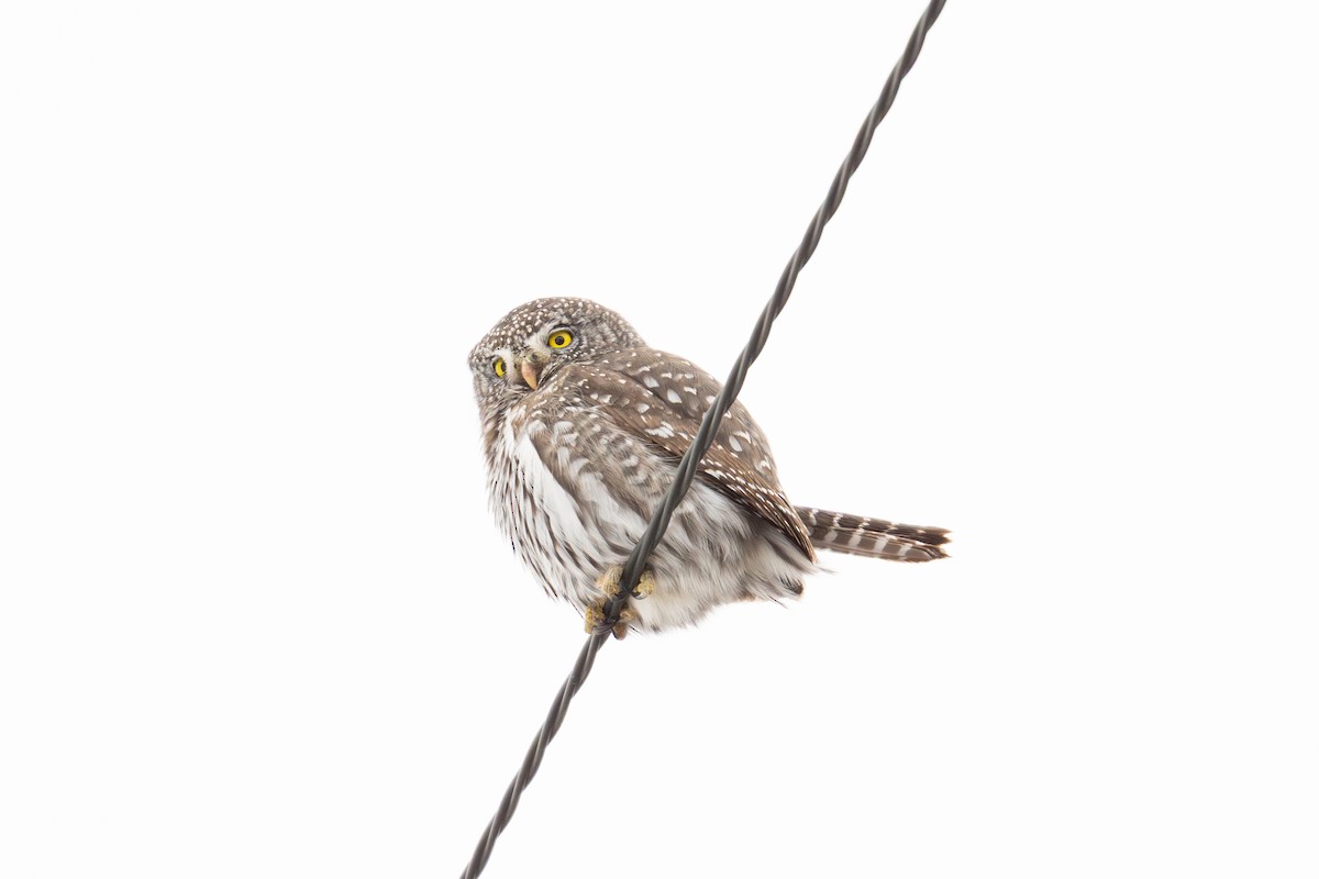 Northern Pygmy-Owl - ML646482509