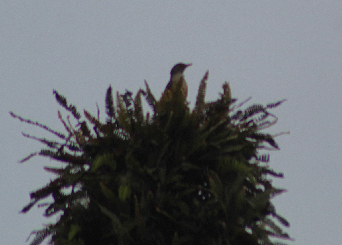 Rufous-bellied Thrush - ML646482510