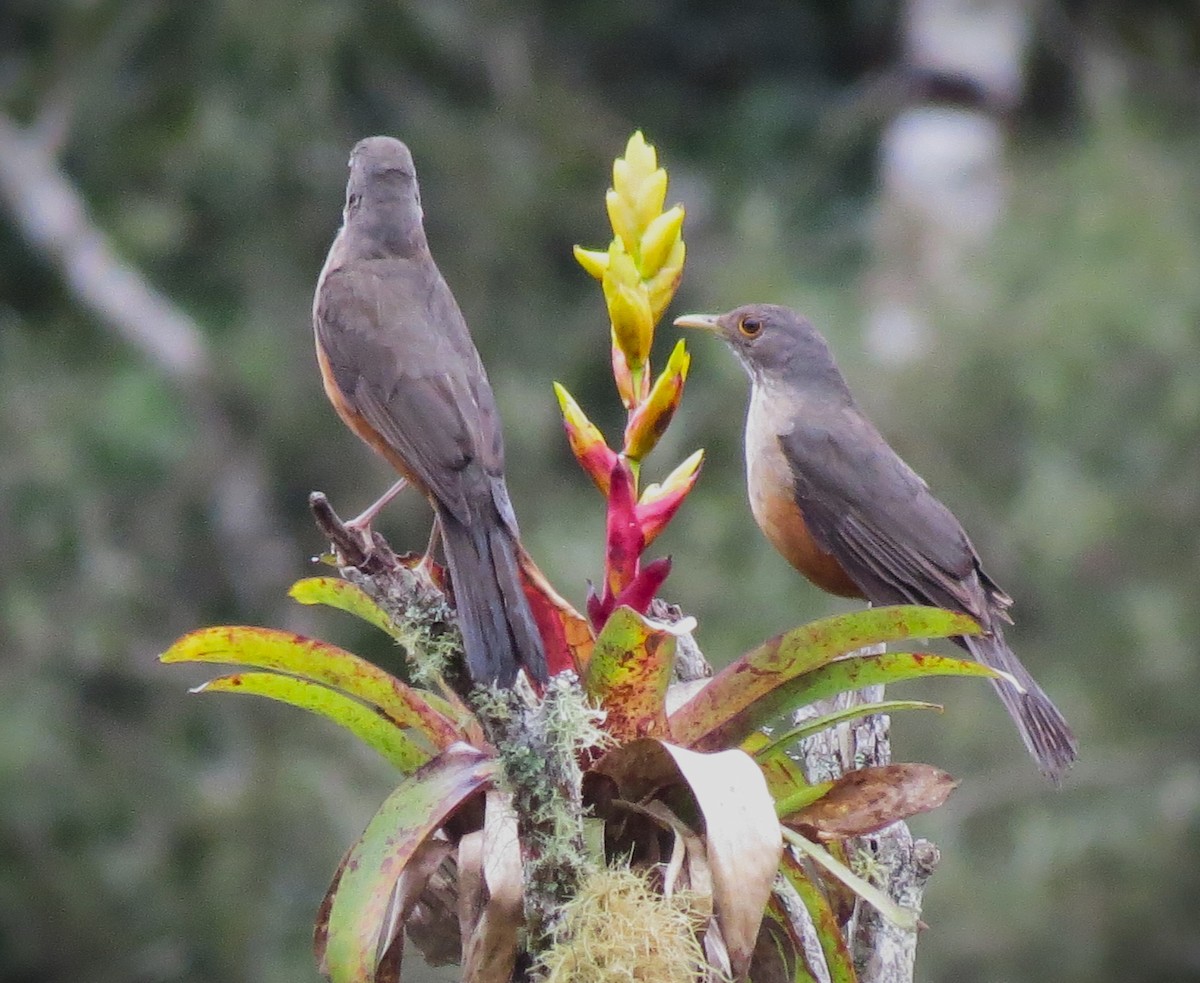 Rufous-bellied Thrush - ML646482511
