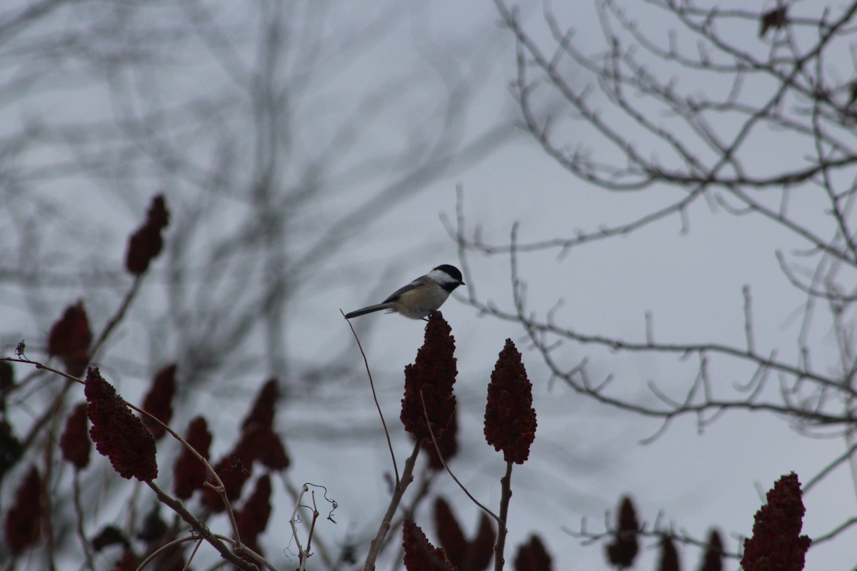 Black-capped Chickadee - ML646482512