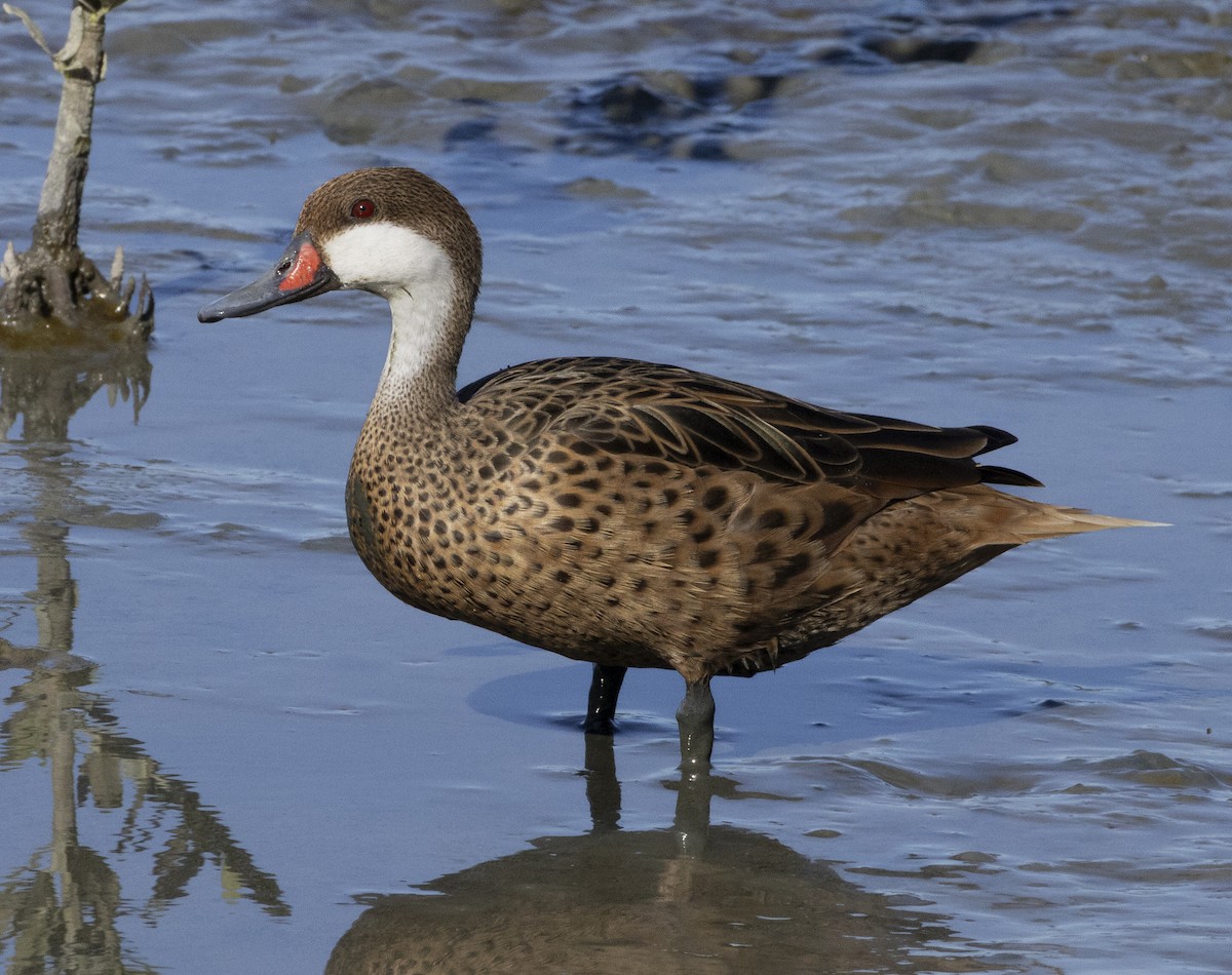 White-cheeked Pintail - ML646482514
