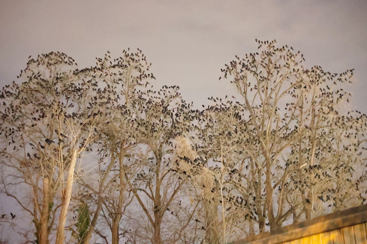 American Crow - ML646482516