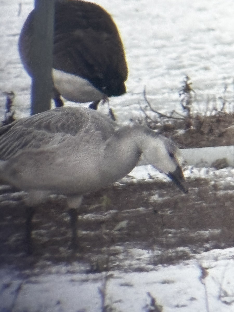 אווז שלג - ML646482517