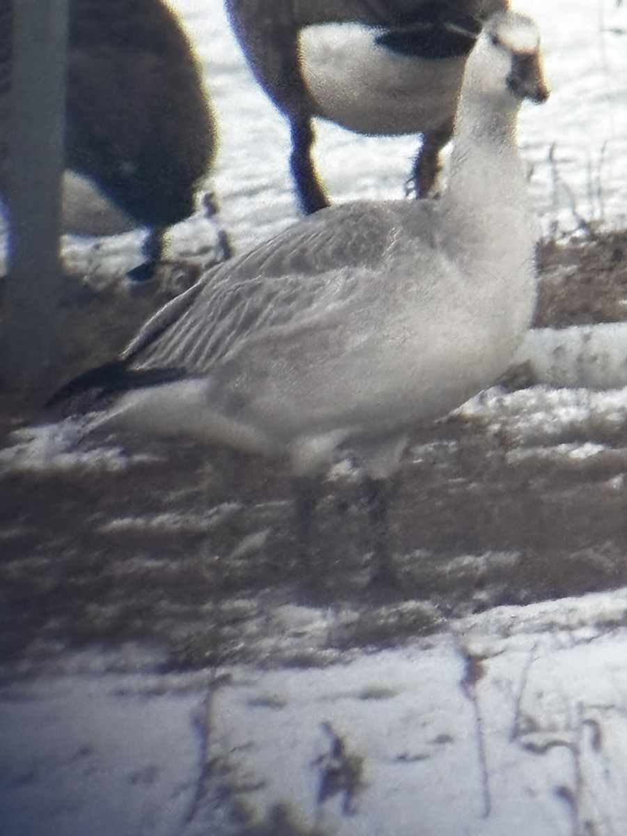 אווז שלג - ML646482519