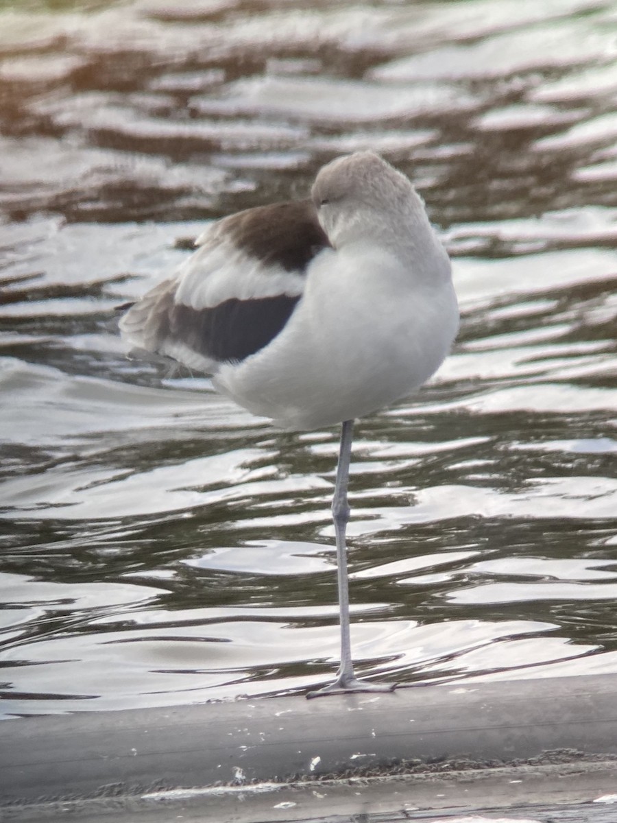 American Avocet - ML646482520