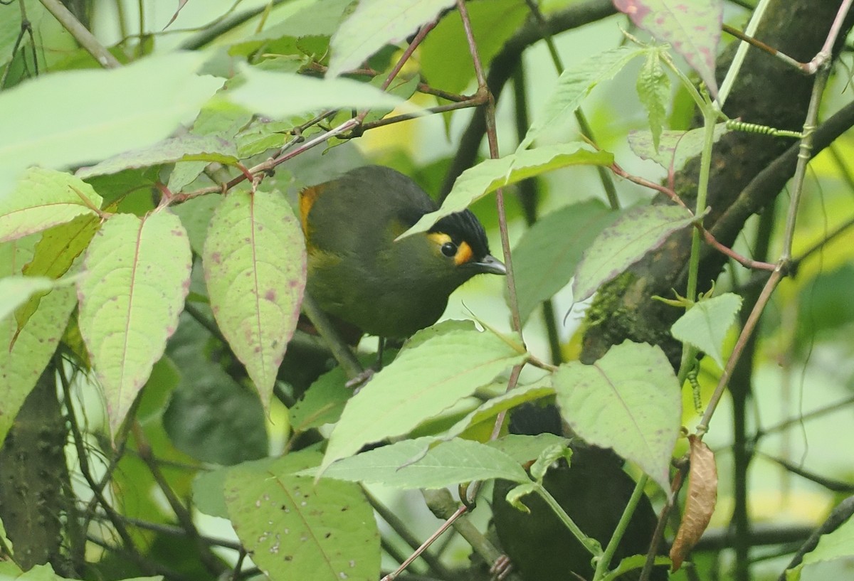 Bugun Liocichla - ML646482521