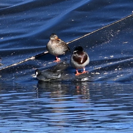 ברכיה - ML646482522
