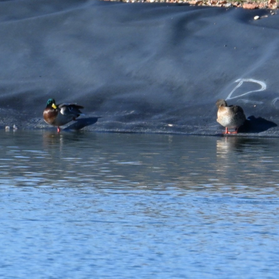 ברכיה - ML646482523