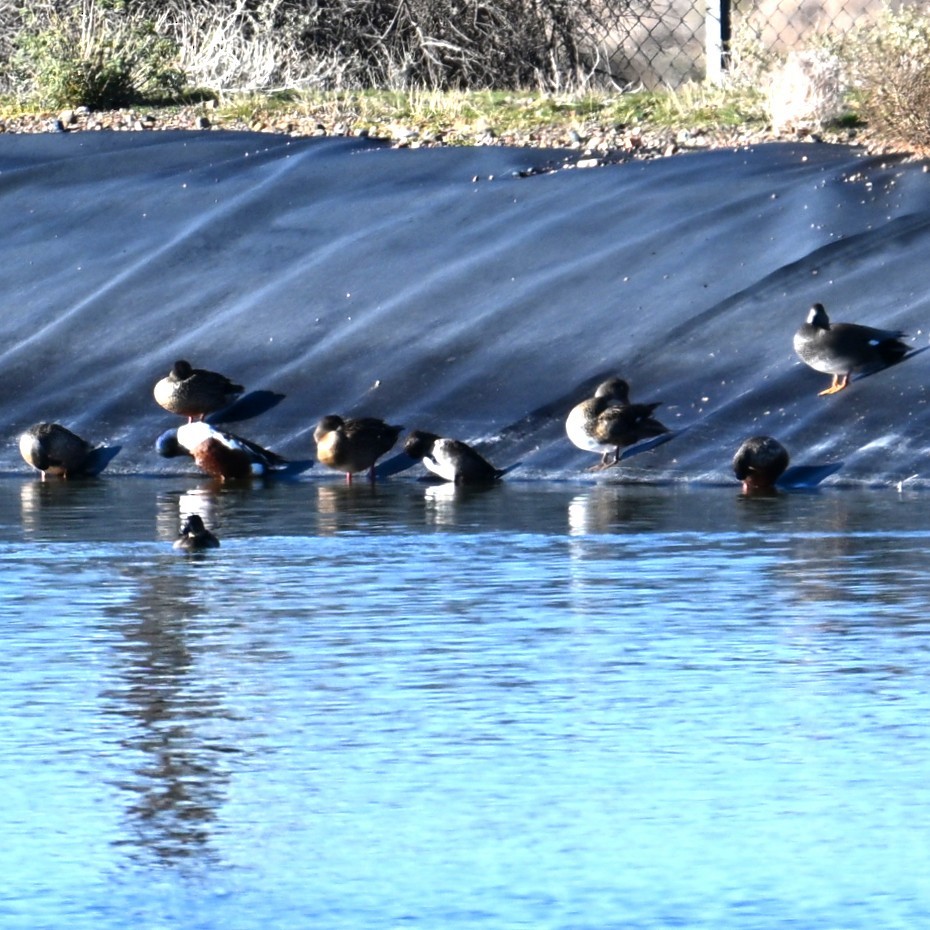 ברכיה - ML646482524