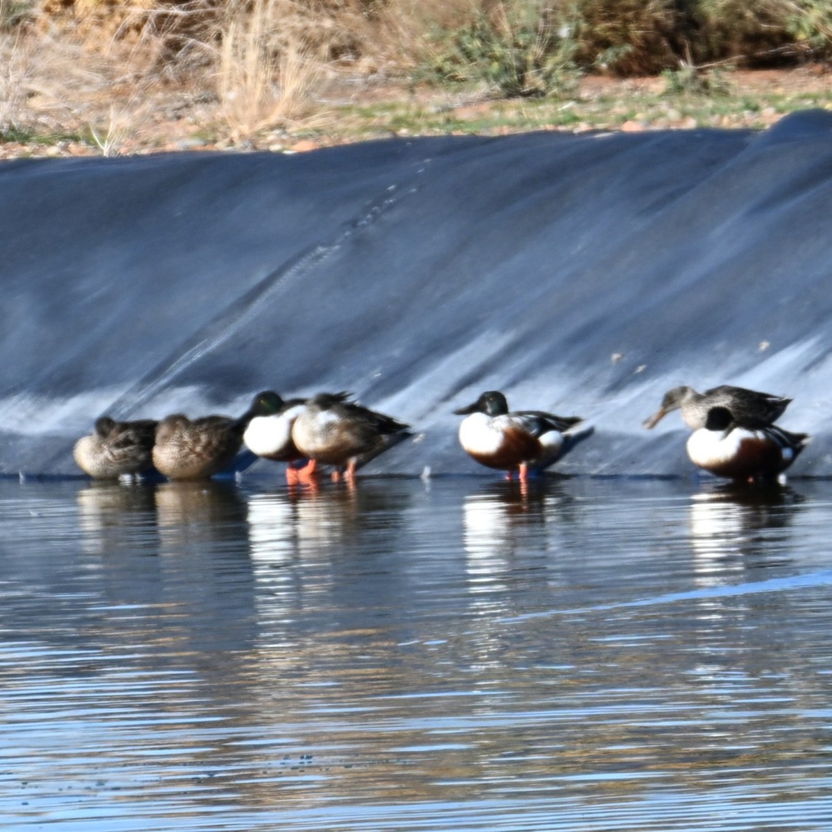 ברכיה - ML646482526