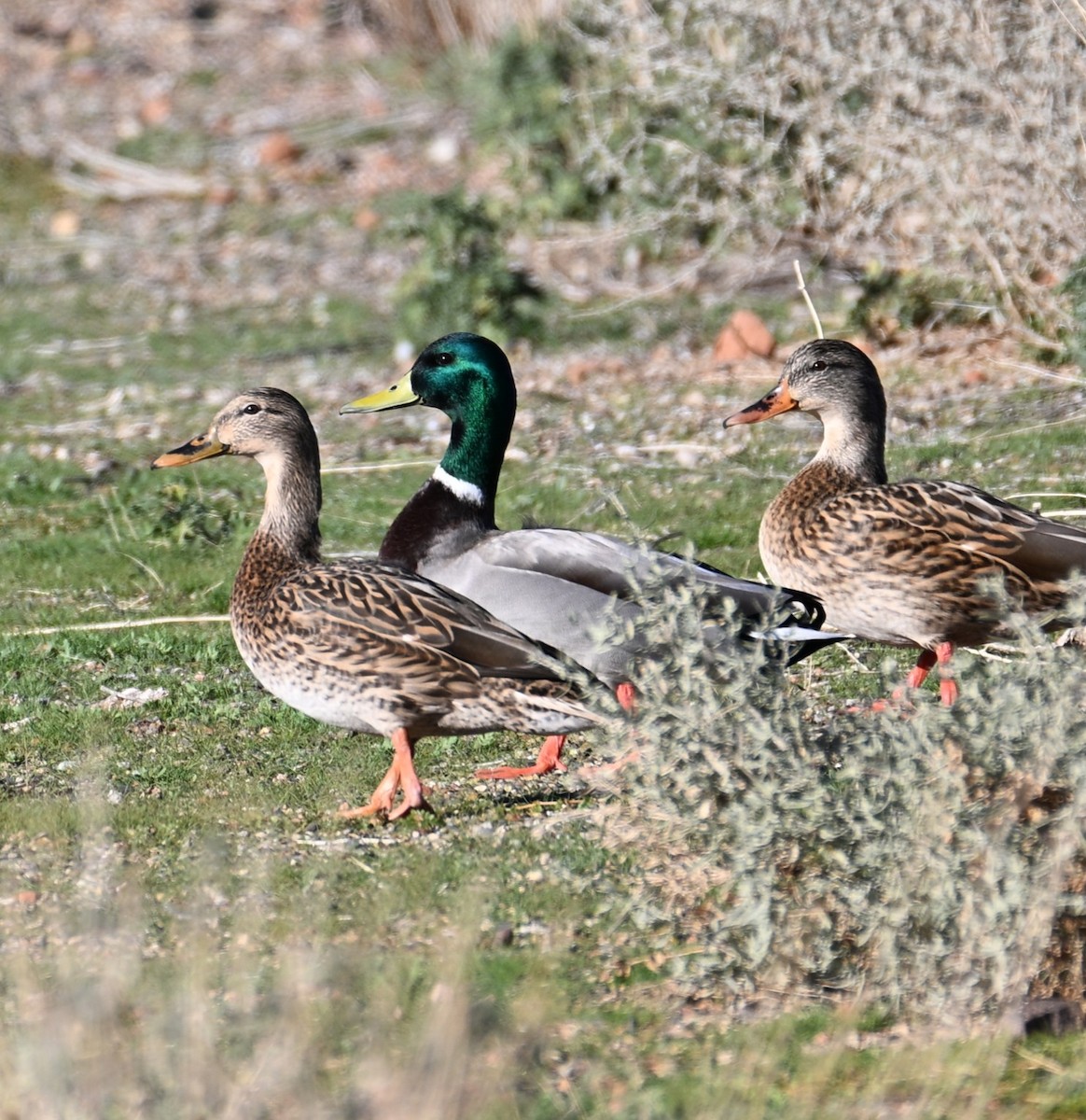 ברכיה - ML646482527