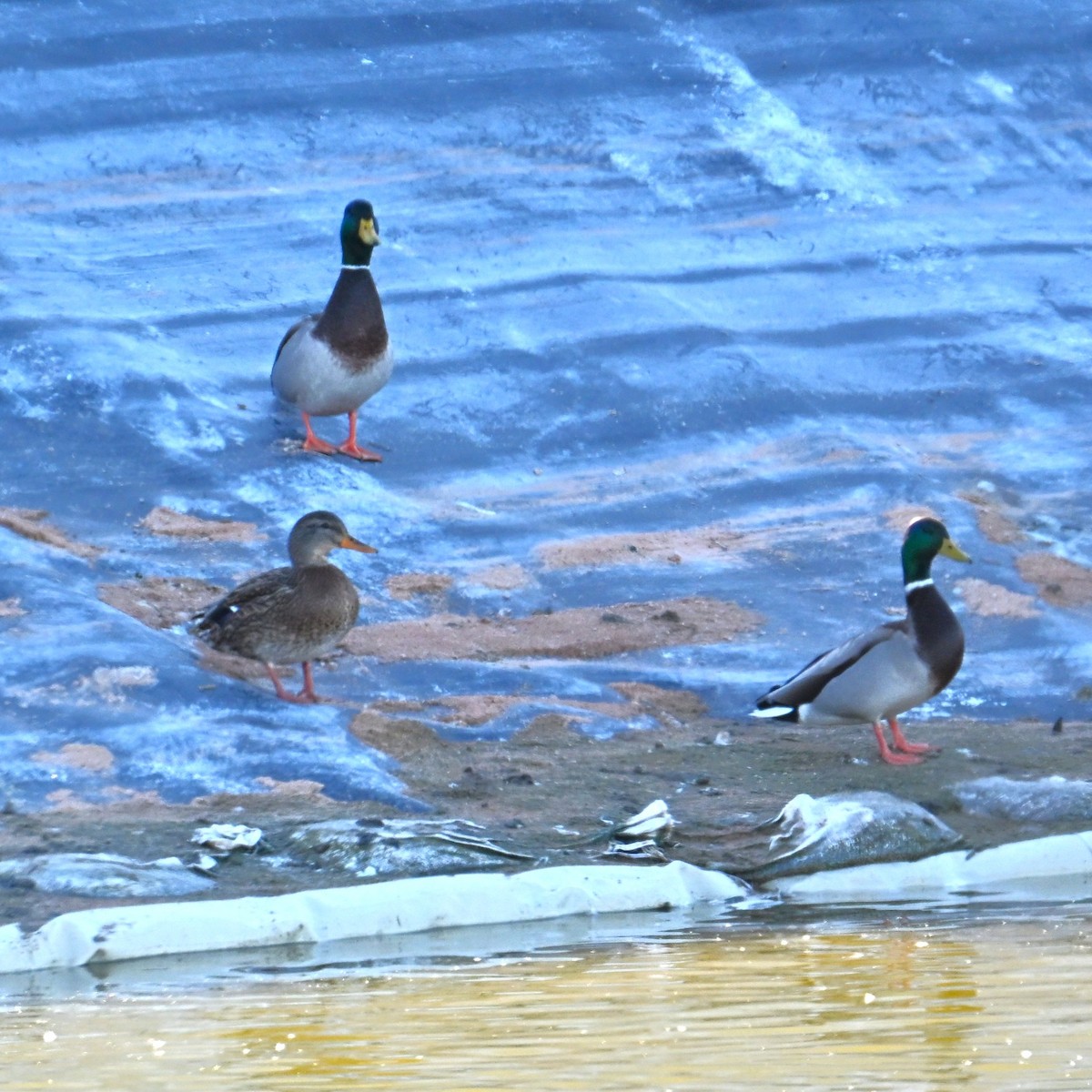 ברכיה - ML646482528