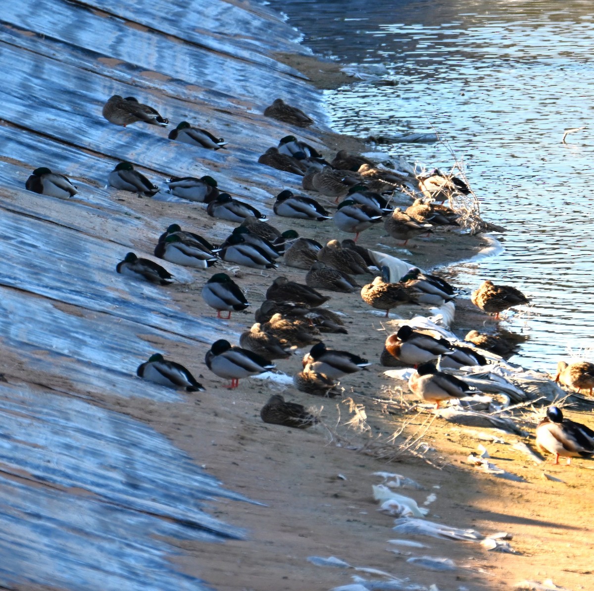 ברכיה - ML646482529