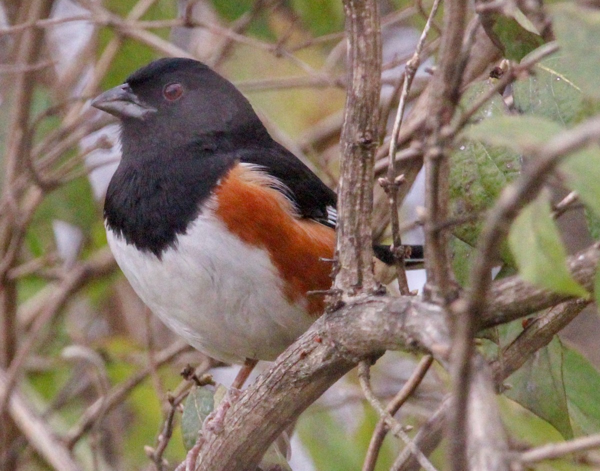 טואי אדום-עין - ML646482531
