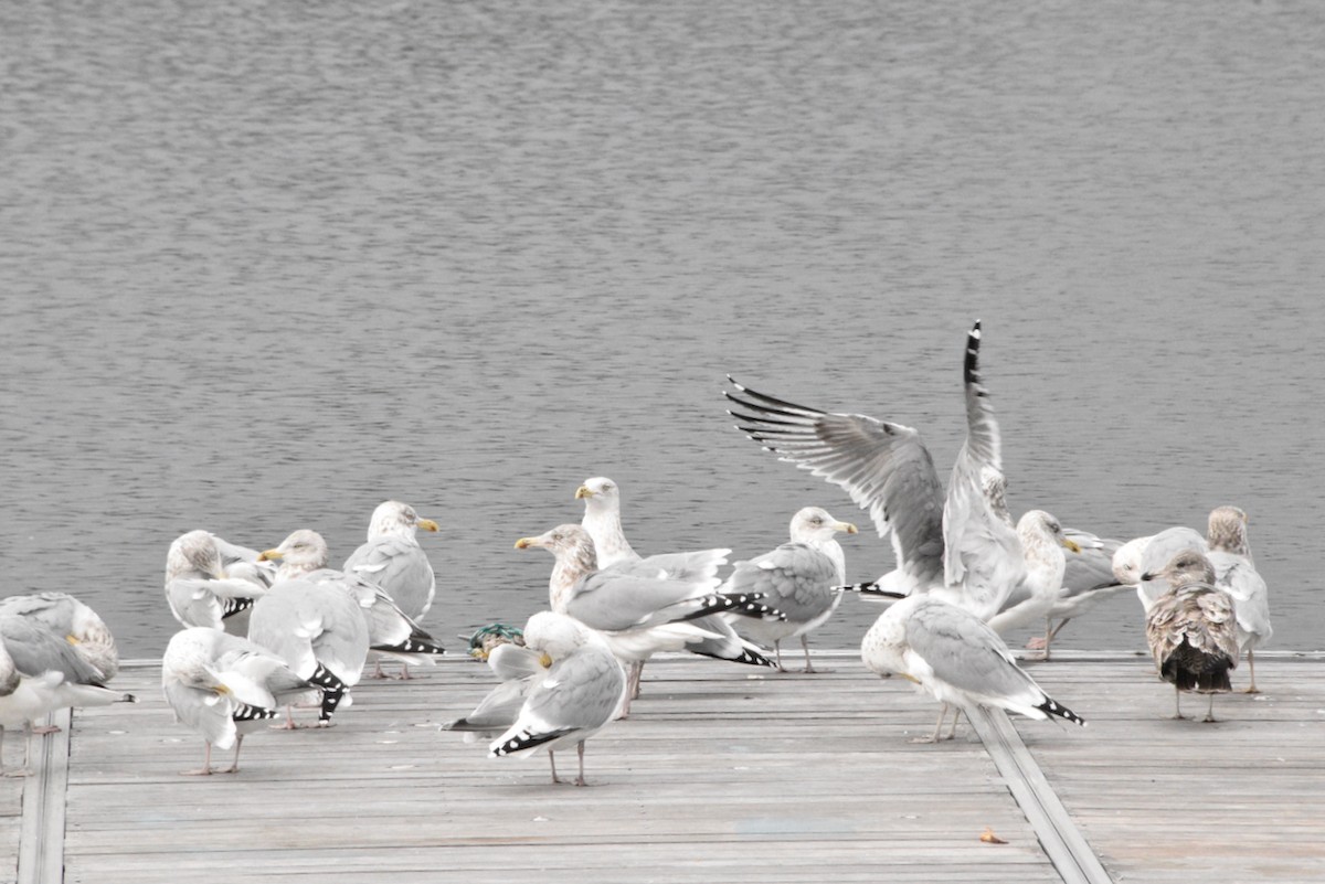 שחף מערבי - ML646482532