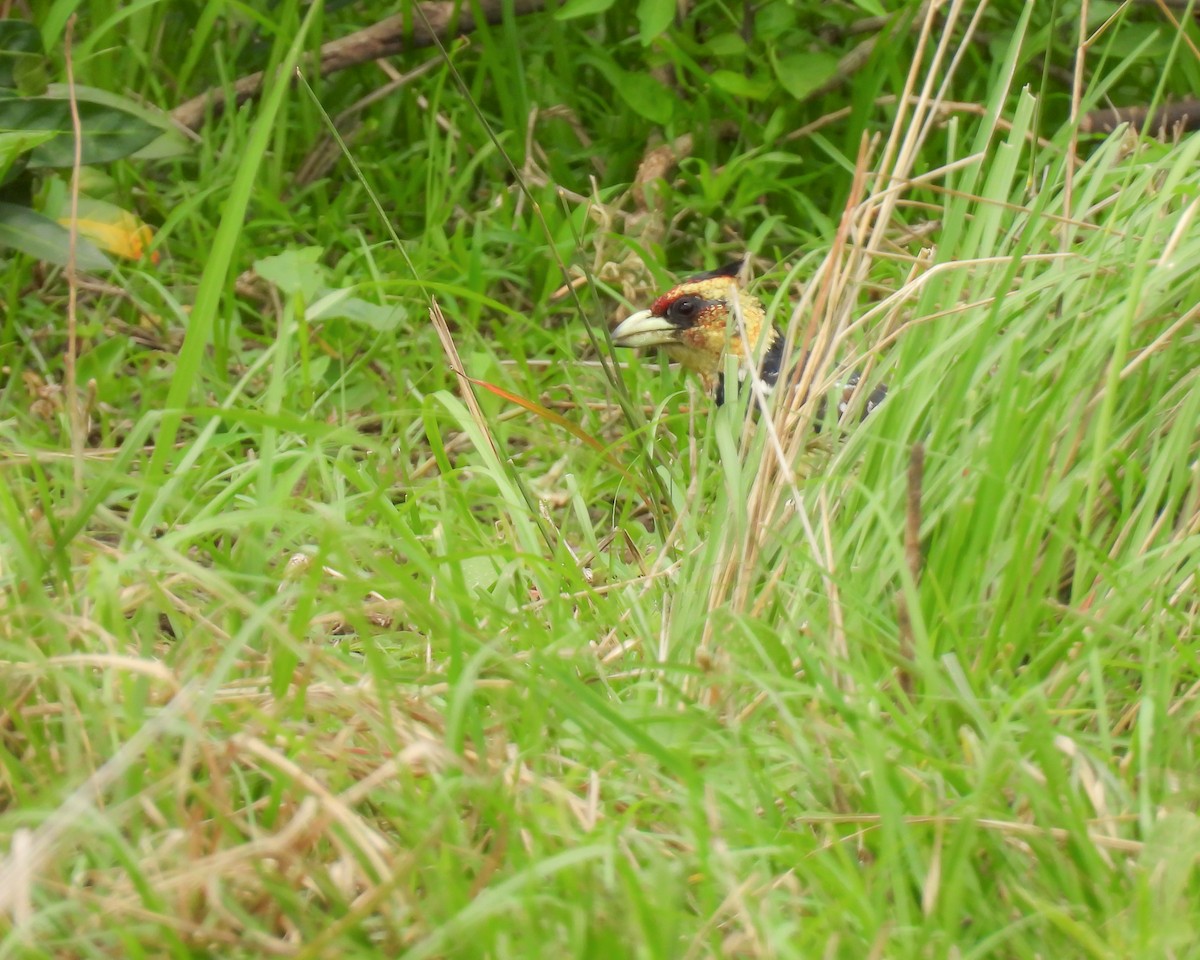 Crested Barbet - ML646482534