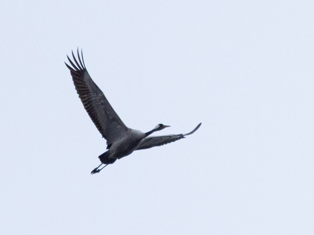 Common Crane - ML646482539