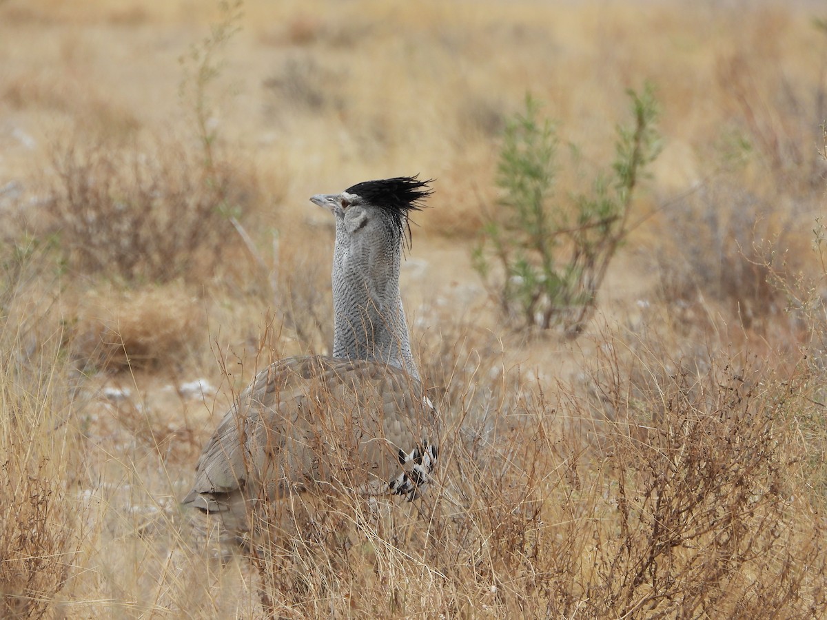 アフリカオオノガン - ML646482542