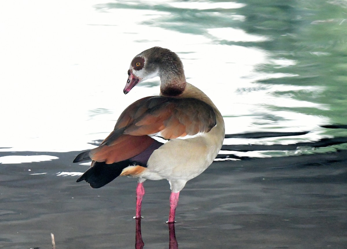 Каргарка нільська - ML646482547