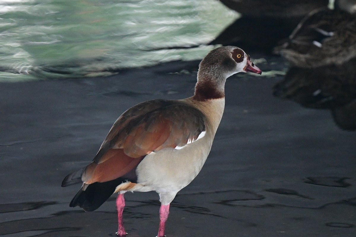 Каргарка нільська - ML646482548