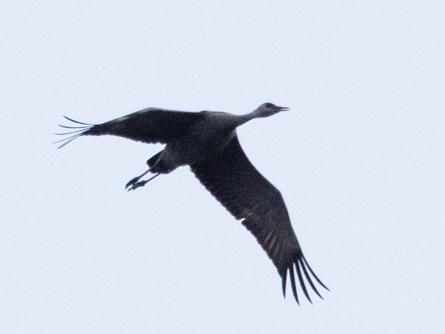 Sandhill Crane - ML646482549