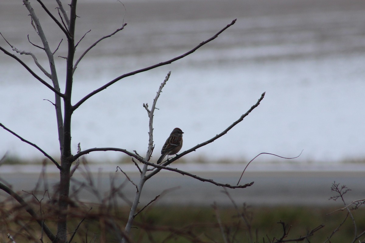 American Tree Sparrow - ML646482555