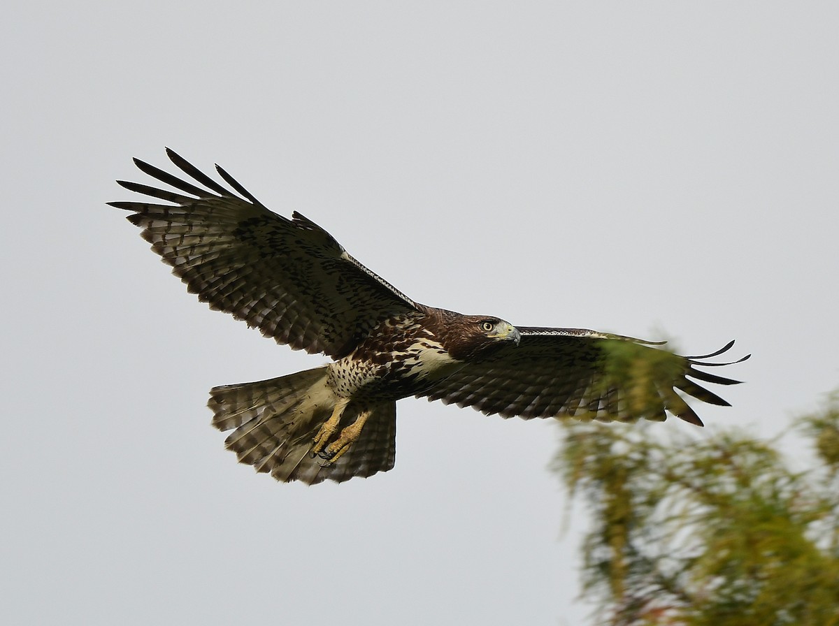 Краснохвостый канюк - ML646482556