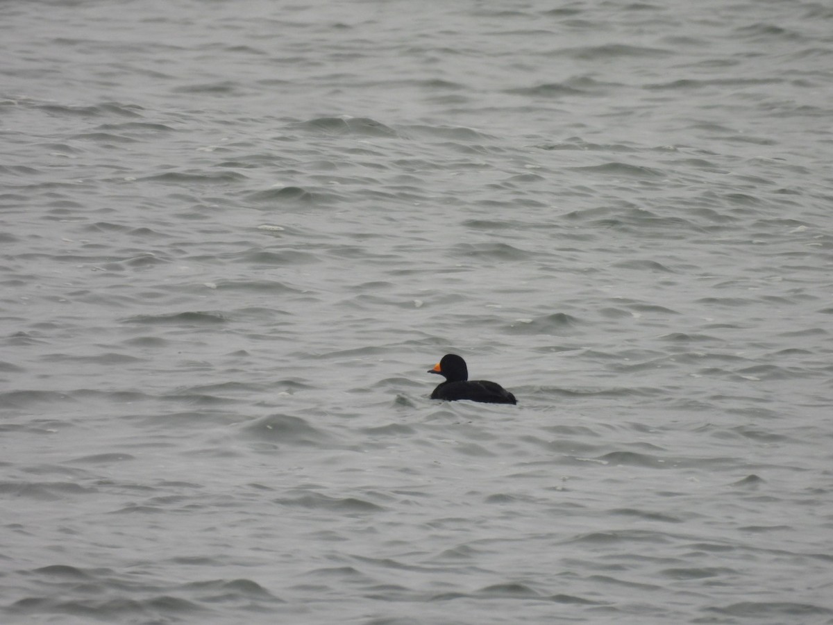 クロガモ - ML646482563