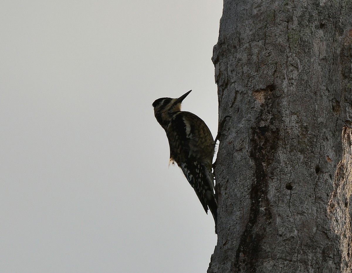 Желтобрюхий дятел-сокоед - ML646482570