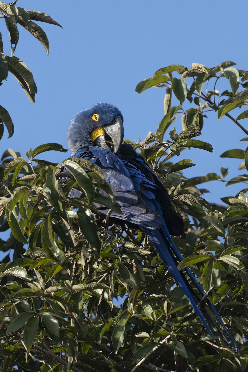 スミレコンゴウインコ - ML646482571