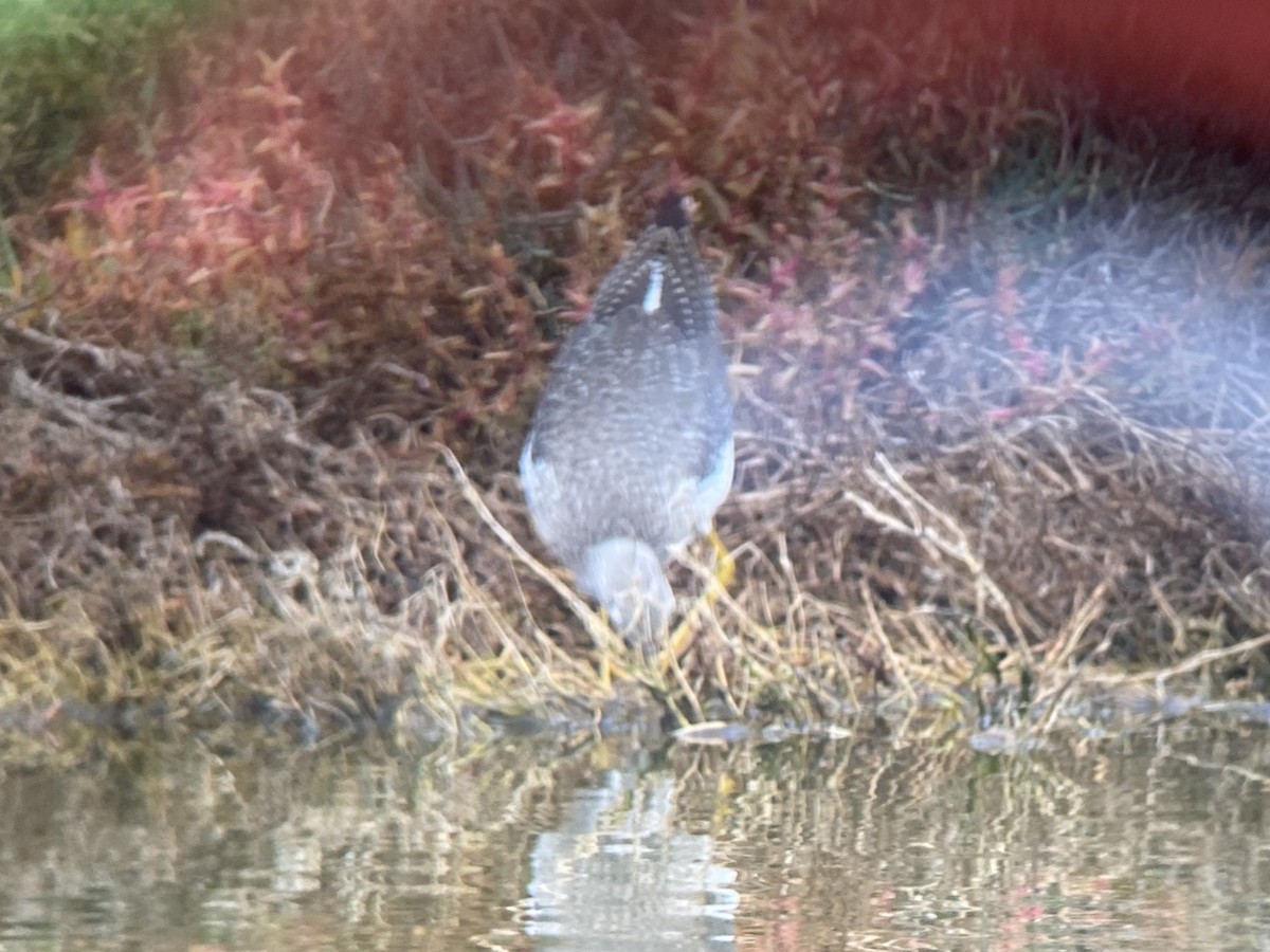 Kuliska hankahori handia - ML646482575