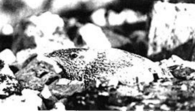 Guillemot de Kittlitz - ML646482576